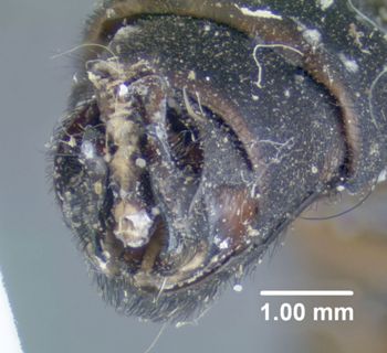 Media type: image;   Entomology 10660 Aspect: body parts